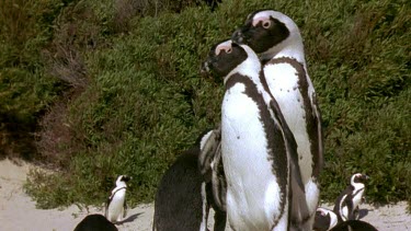 Penguins courting