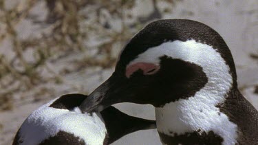 Penguins mutually preening each other as if "kissing" or "necking".