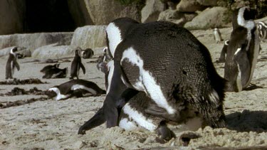 Penguins mating on beach