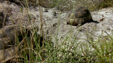 Angulate tortoises courting