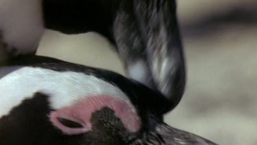 Penguins mating on beach