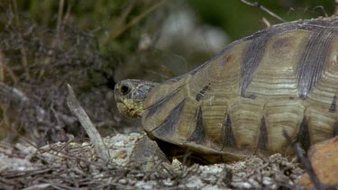 Angulate tortoises mating, female kicks dirt start of digging hole for eggs.
