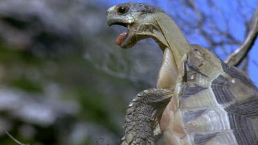Angulate tortoises mating, female kicks dirt start of digging hole for eggs. Head of male calling