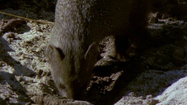 Mongoose digs for tortoise egg