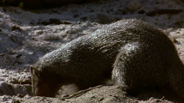 Mongoose digs for egg