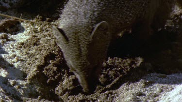 Mongoose digs for egg