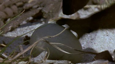 Mongoose sniffing, investigating tortoise egg