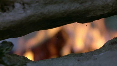 Agama lizard hiding from fire under rock