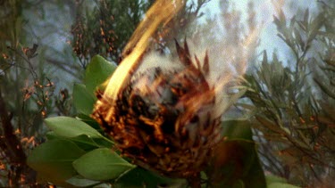 Protea flower on fire