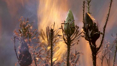 Protea flower plant on fire but cones are fire resistant