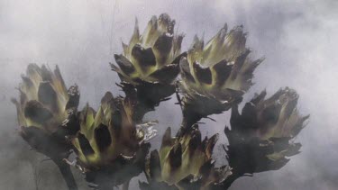 Burnt protea combs, stimulated by heat of fire, opens. Seeds inside will now disperse