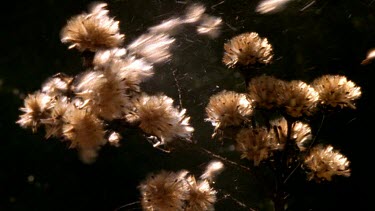 Protea seeds blow off cones