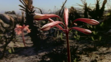 Fire lily growing from burnt ground, flowers opening and blooming