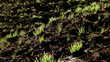 Burnt ground dotted with green of new life Watsonia shoots.