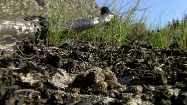 Angulate tortoise hatchling emerging from nest. The ground has been burnt by fire but the egg was protected below ground.