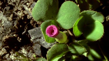 Pink oxalis flower opening