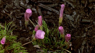 Pink oxalis flowers opening