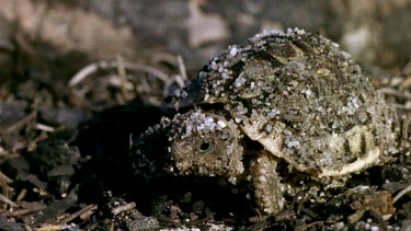 Angulate tortoise hatchling walking along burnt ground