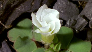 White oxalis flower opening and blooming