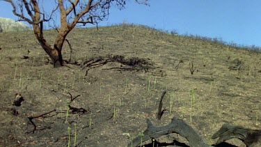 CGI Plants growing to totally cover burnt hill in green.
