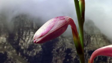 ECU. Watsonia flower opens