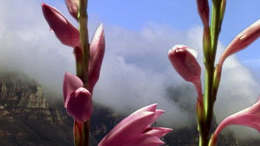 Watsonia flowers open