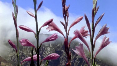 Watsonia flowers open