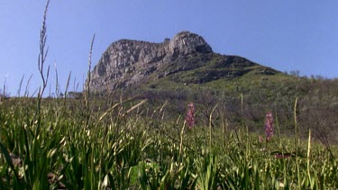 WS. Field of Watsonia flowers open at foot of Table Mountain