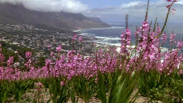 Through field of wild Watsonia flowers. City of Cape Town and ocean in BG.