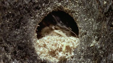 Wood shavings pushed out of hole as female carpenter bee excavates a hole in a burnt tree stump.