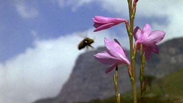 Male Carpenter bee defends territory of Watsonia flower.