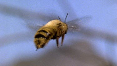 Male carpenter bee flying