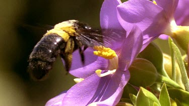 Female Carpenter bee feeds on pink orphium flower, pollen clearly visible.