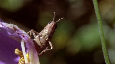 Grasshopper hops off flower