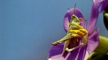 Chameleon tongue enters frame and pulls grasshopper off flower