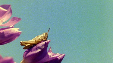 Chameleon tongue enters frame and pulls grasshopper off flower