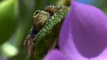 Chameleon eye peering over purple flowe