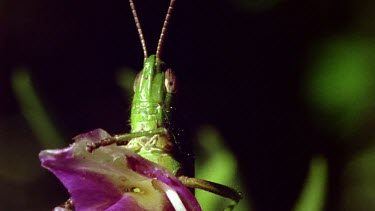 Grasshopper hides behind purple flower