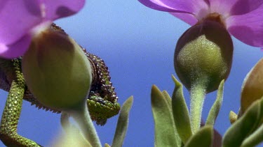Chameleon hides behind purple flowers