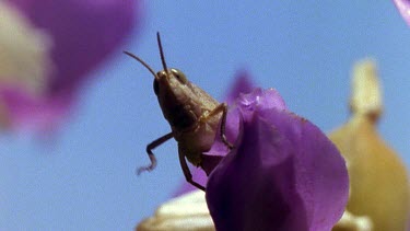 Grasshopper cleans antennae