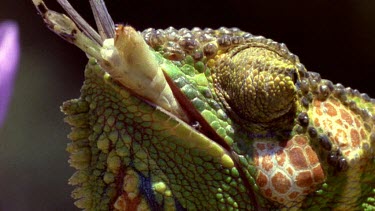 Chameleon feeding on grasshopper