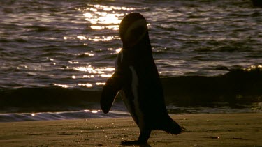 Penguin at dusk, setting sun glistens on sea