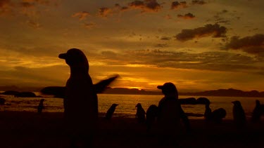 Penguins at dusk, setting sun glistens on sea