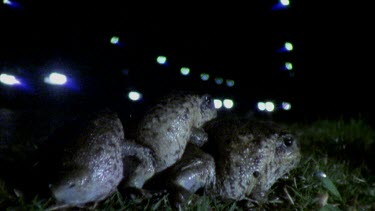 Group of rain frogs at side of road at nigth