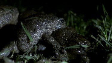 Rain frogs mating