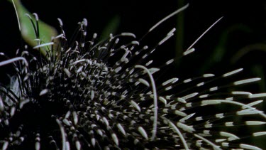Porcupine quills, detail