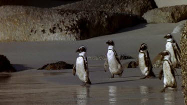 Penguins waddle down beach