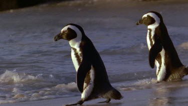 Penguins dive into sea