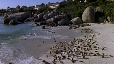 HA. Penguin colony on beach, some houses in BG.
