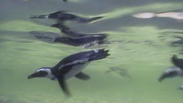 Penguins swimming underwater